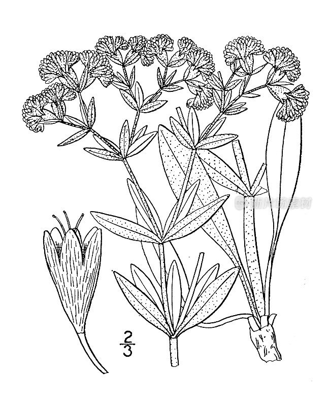 古董植物学植物插图:Eriogonum Jamesii, James Eriogonum